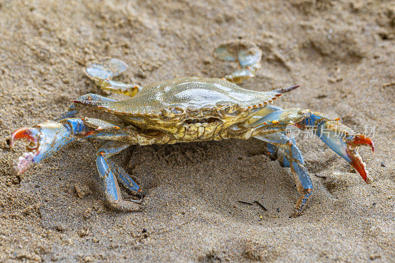 蓝蟹(Callinectes sapidus)，沙滩上的大西洋蓝蟹，加瓦，巴塞罗那海滩